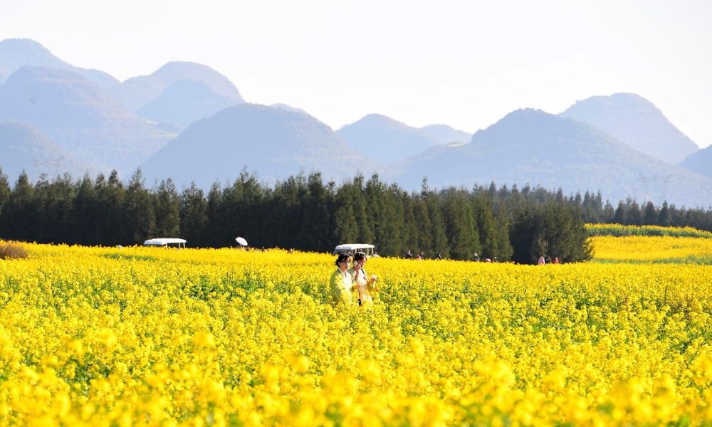 H&atilde;y gh&eacute; qua c&aacute;nh đồng hoa cải dầu v&agrave;ng rực tại La B&igrave;nh để check in.