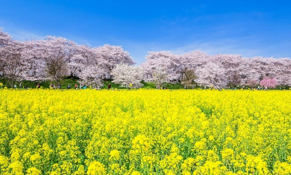 Say đắm trước khung cảnh hoa cải dầu v&agrave;ng rực h&ograve;a c&ugrave;ng sắc hồng hoa anh đ&agrave;o tại Vụ Nguy&ecirc;n m&ugrave;a xu&acirc;n