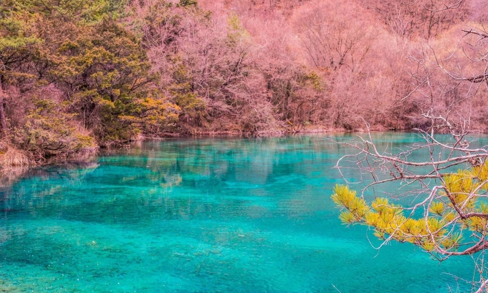 Thưởng ngoạn mặt hồ xanh ngọc b&iacute;ch giữa khung cảnh rừng c&acirc;y nhuộm sắc hồng tại Cửu Trại C&acirc;u