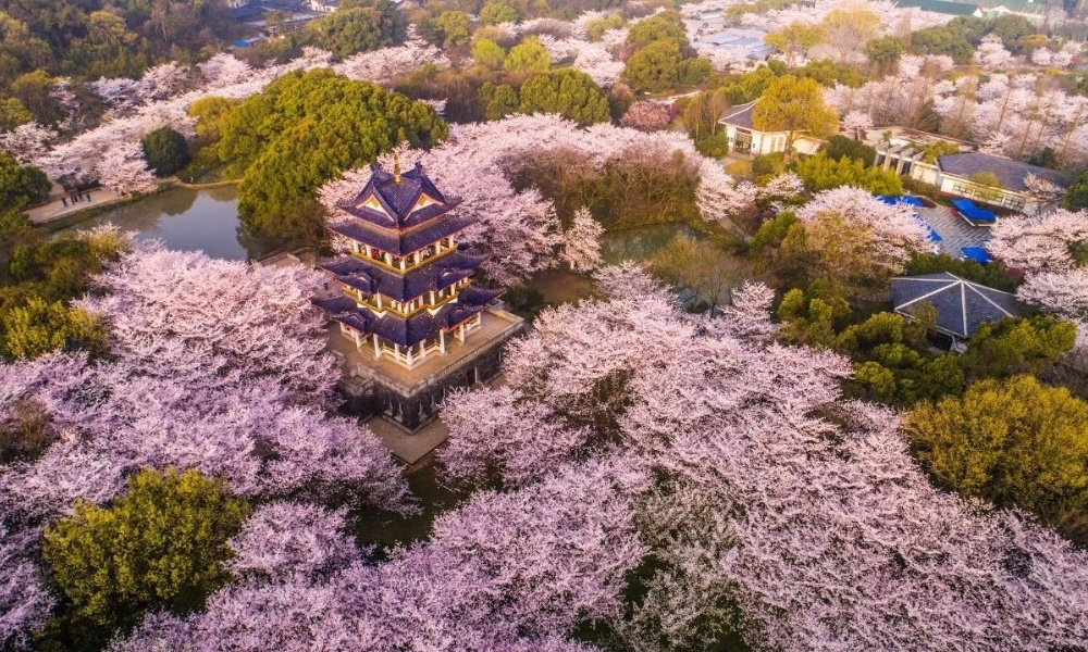 Nguy&ecirc;n Đầu Ch&acirc;u kho&aacute;c l&ecirc;n m&igrave;nh tấm &aacute;o hồng rực rỡ của hoa anh đ&agrave;o