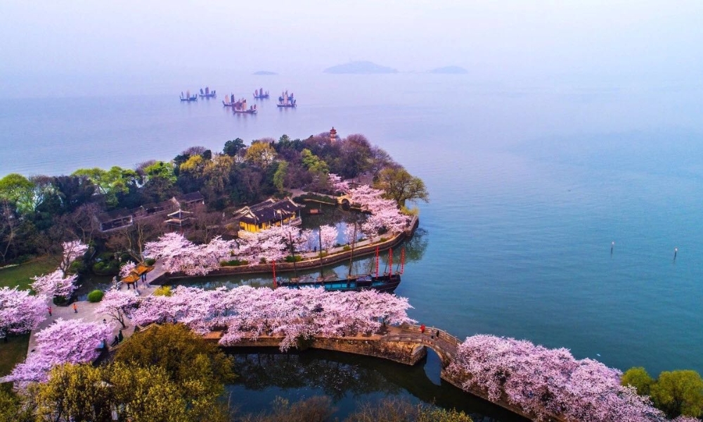 Sắc hồng rực rỡ tại Lễ hội hoa anh đ&agrave;o b&ecirc;n hồ Th&aacute;i Hồ, V&ocirc; T&iacute;ch