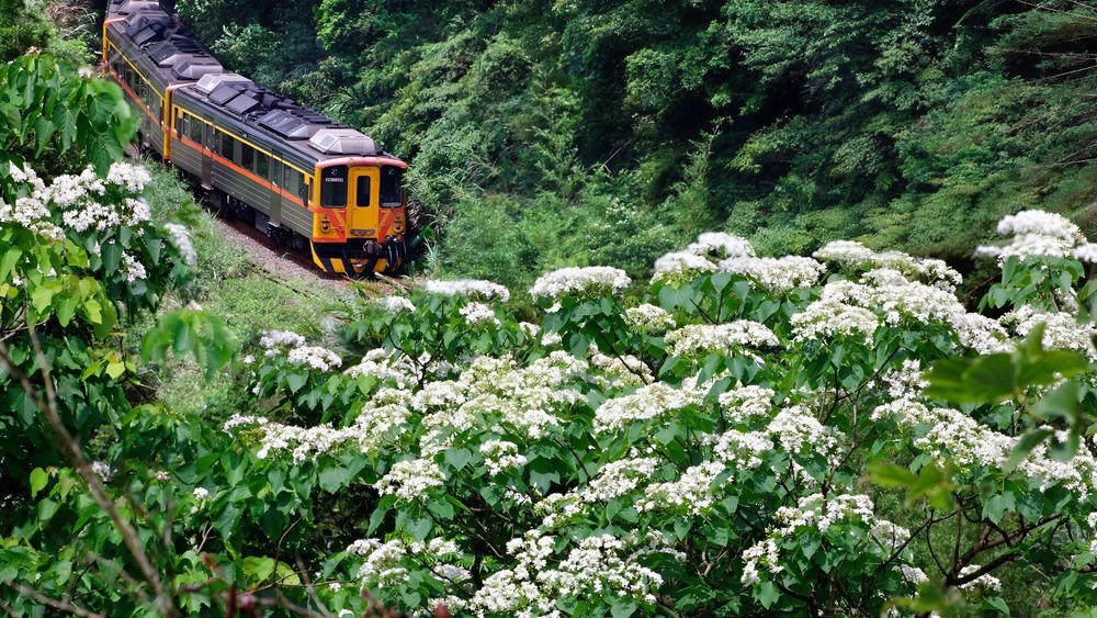 Khoảnh khắc hoa tung trắng muốt nở rộ rực rỡ tại Lễ hội Hoa Tung&nbsp;