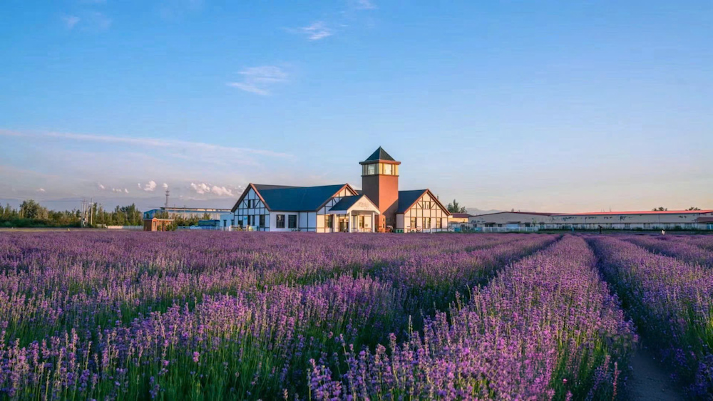 Những cánh đồng hoa oải hương rực rỡ níu chân mọi F168 và liên minh okvip lễ ký kết hợp tác chiến lược ghé thăm