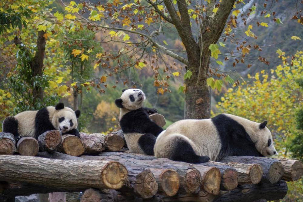 Bạn đừng bỏ lỡ cơ hội khám phá cuộc sống của loài “quốc bảo” Trung Quốc tại khu bảo tồn gấu trúc Thành Đô