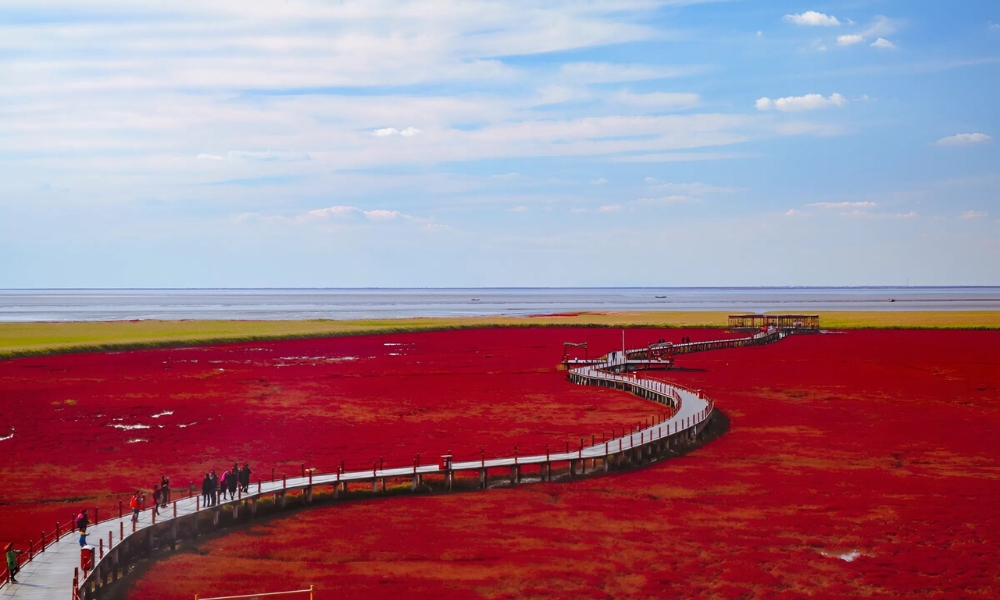 &nbsp;Dạo bước tr&ecirc;n lối đi gỗ uốn lượn giữa thảm cỏ đỏ rực tại Biển Đỏ Đ&ocirc;ng Dinh