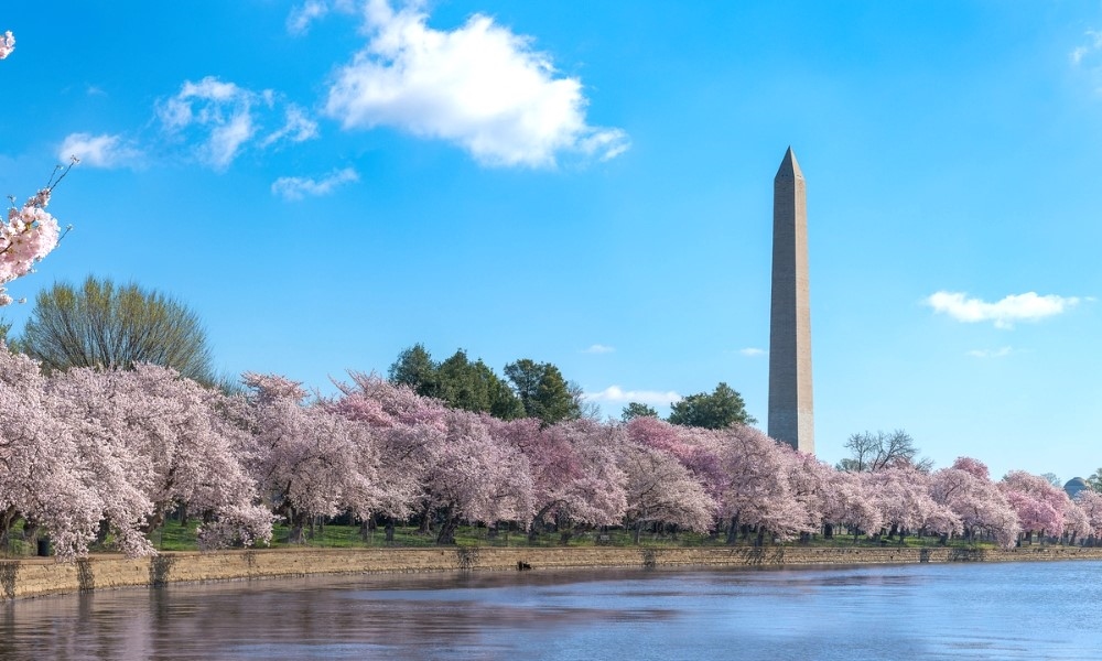 Hồ Tidal Basin rực rỡ trong m&ugrave;a hoa anh đ&agrave;o