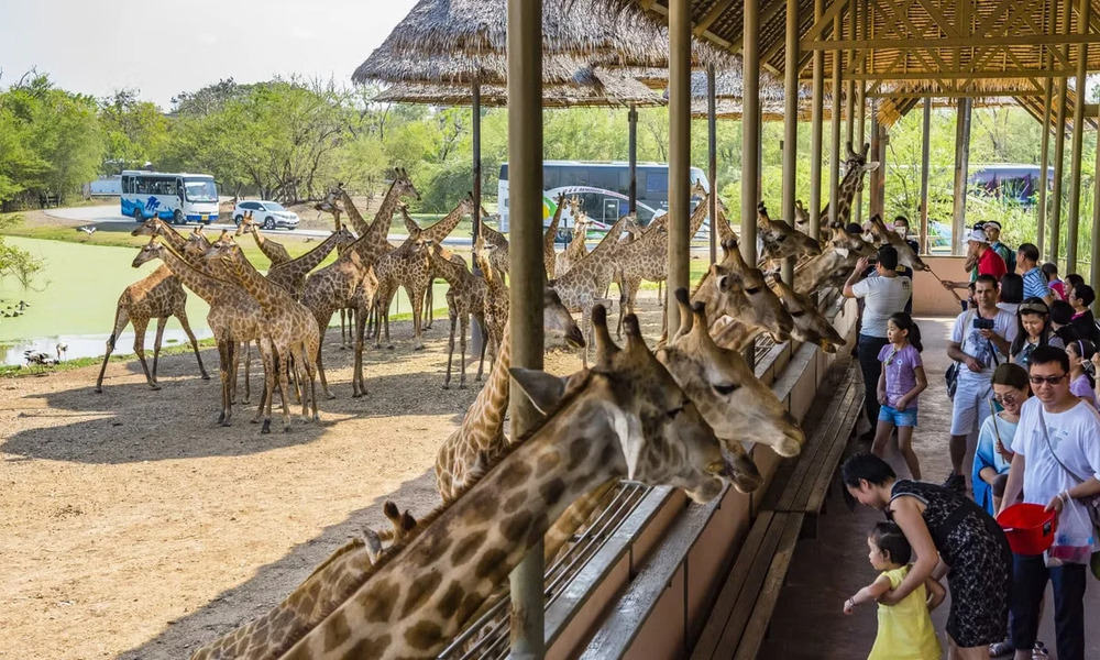 Hoạt động cho hươu cao cổ ăn l&agrave; một trong những điểm nhấn tại Safari Park