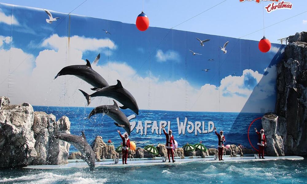 Tiết mục tr&igrave;nh diễn c&aacute; heo l&agrave; một trong những điểm nhấn nhận được sự quan t&acirc;m lớn từ người xem