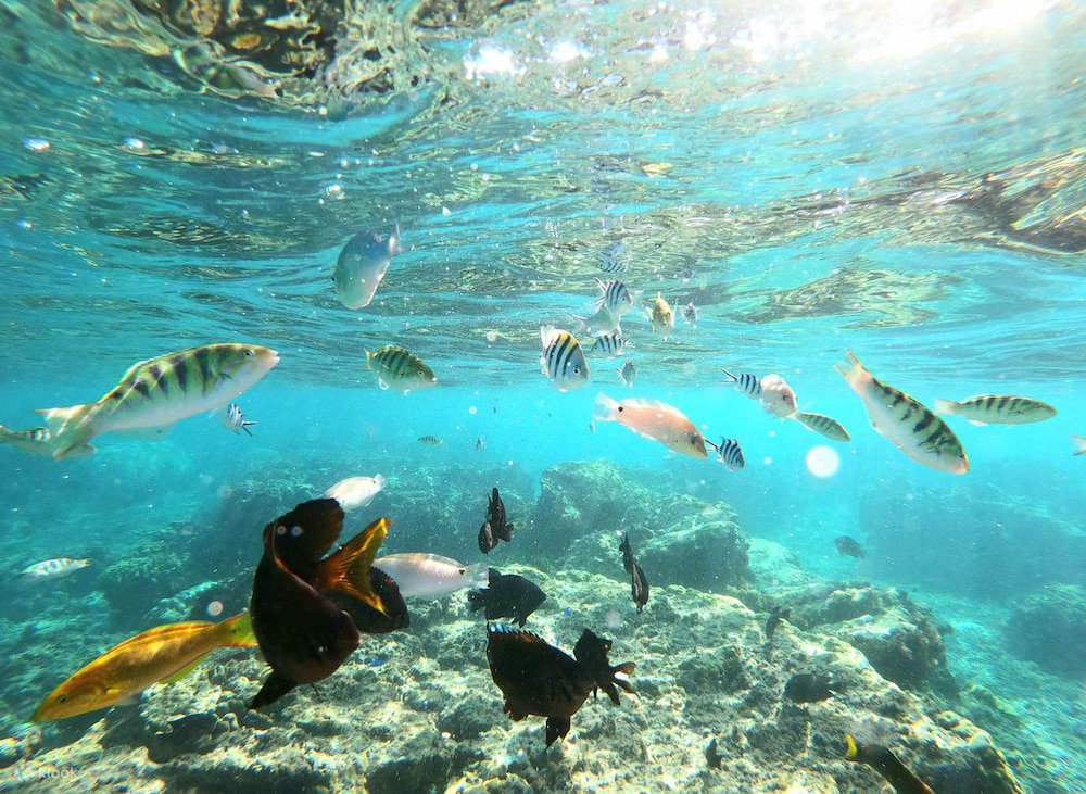 Du kh&aacute;ch c&oacute; thể lặn biển ngắm san h&ocirc; v&agrave; c&aacute;c lo&agrave;i c&aacute; rực rỡ sắc m&agrave;u tại đảo Sesoko