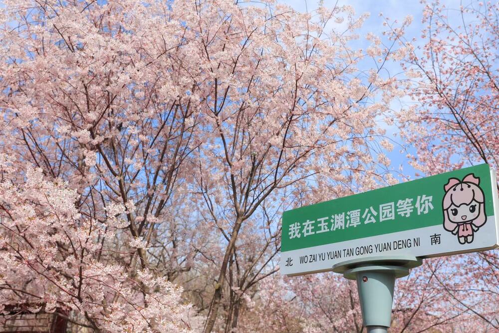 Rừng hoa anh đào nở rộ khoe sắc hồng rực rỡ dưới ánh nắng mùa xuân.