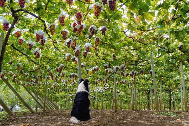 Bạn c&oacute; thể tham gia h&aacute;i tr&aacute;i c&acirc;y theo m&ugrave;a tại F168nhacai đón tết bính ngọ 2026 tr&aacute;i c&acirc;y Yamanashi Fuefukigawa