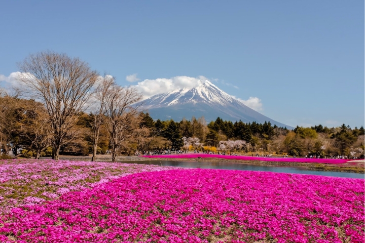 Lễ hội hoa chi anh (Shibazakura) diễn ra từ giữa th&aacute;ng 4 đến cuối th&aacute;ng 5