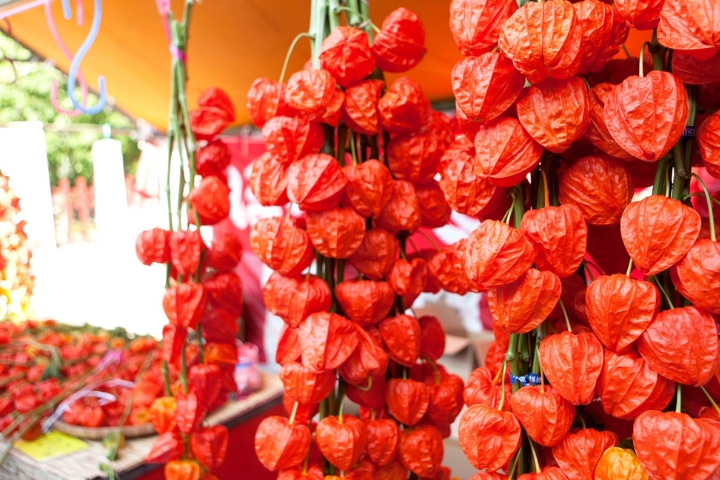 Lễ hội Hozuki diễn ra v&agrave;o th&aacute;ng 7 hằng năm tại Quatangf168 tải ứng dụng