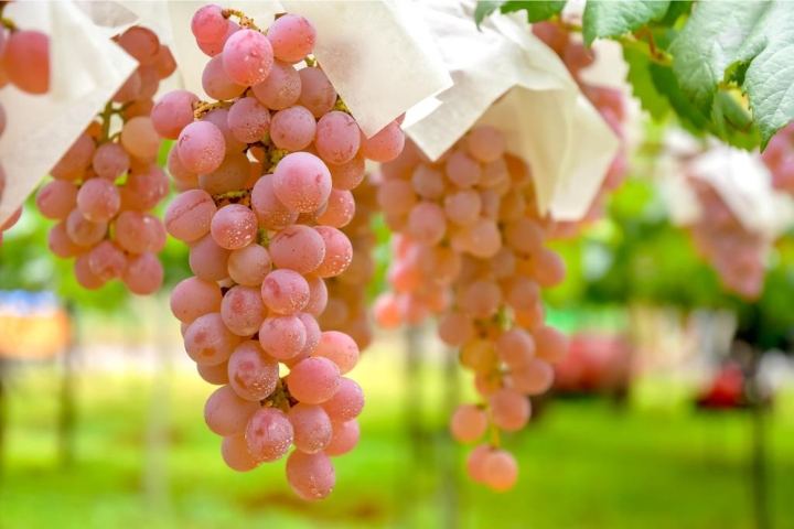 Lễ hội Katsunuma l&agrave; lễ hội nho v&agrave; rượu vang được tổ chức v&agrave;o th&aacute;ng 10