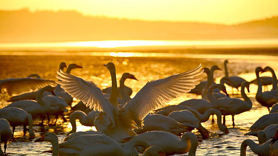 Hồ Thi&ecirc;n Nga