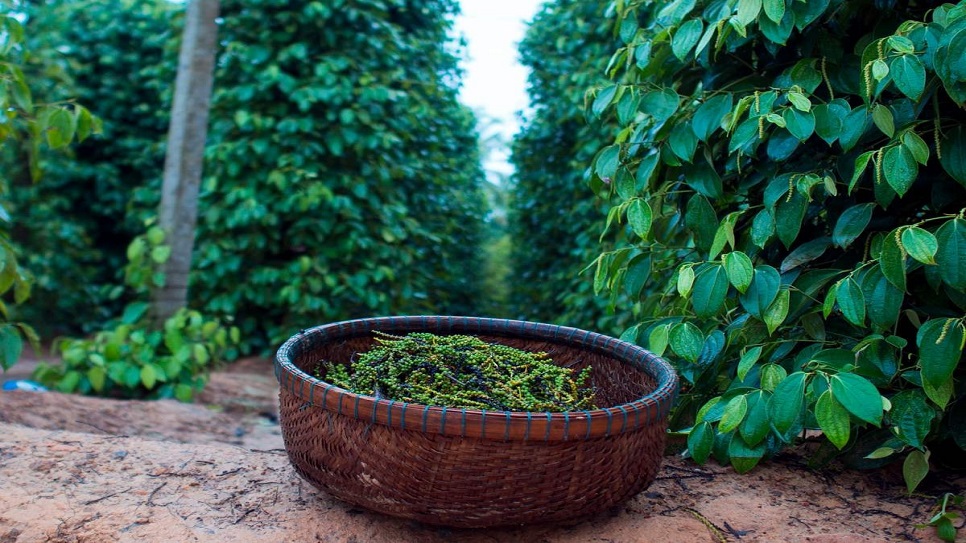 Vườn ti&ecirc;u Ph&uacute; Quốc