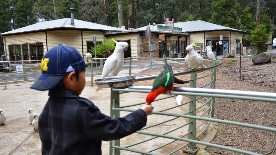 Dandenong Ranges National Park