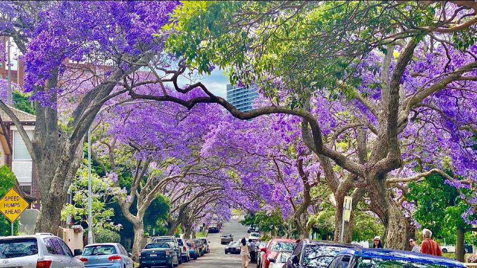 Phượng tím jacaranda