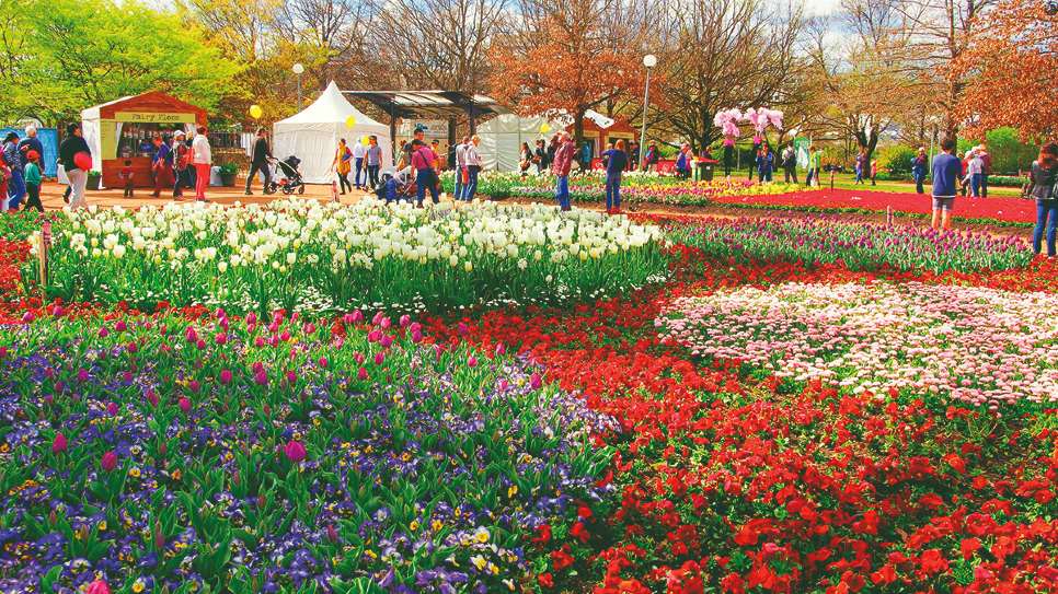 lễ hội hoa tulip