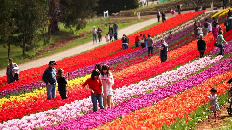 Vườn hoa Tesselaar Tulip