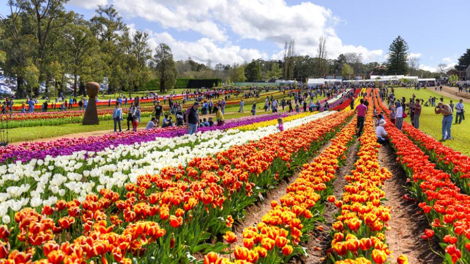 Vườn hoa Tesselaar Tulip