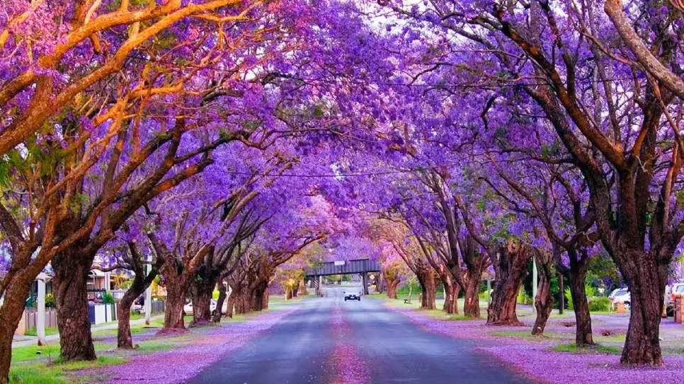 Ngắm phượng tím tại Kirribilli
