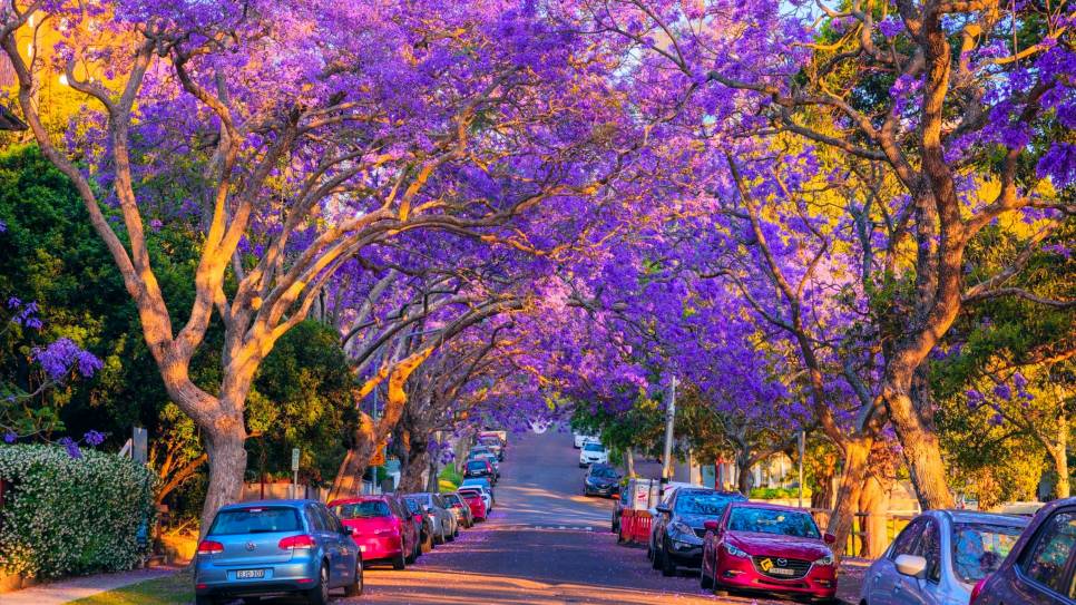 Ngắm phượng tím tại Kirribilli