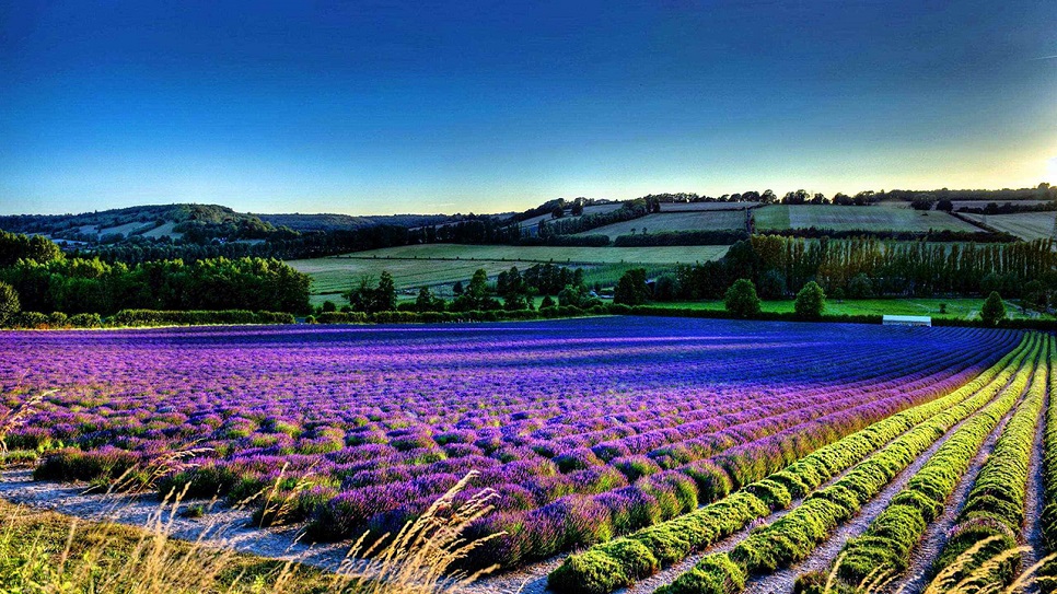 C&aacute;nh đồng hoa oải hương ở huyện Hoắc Th&agrave;nh