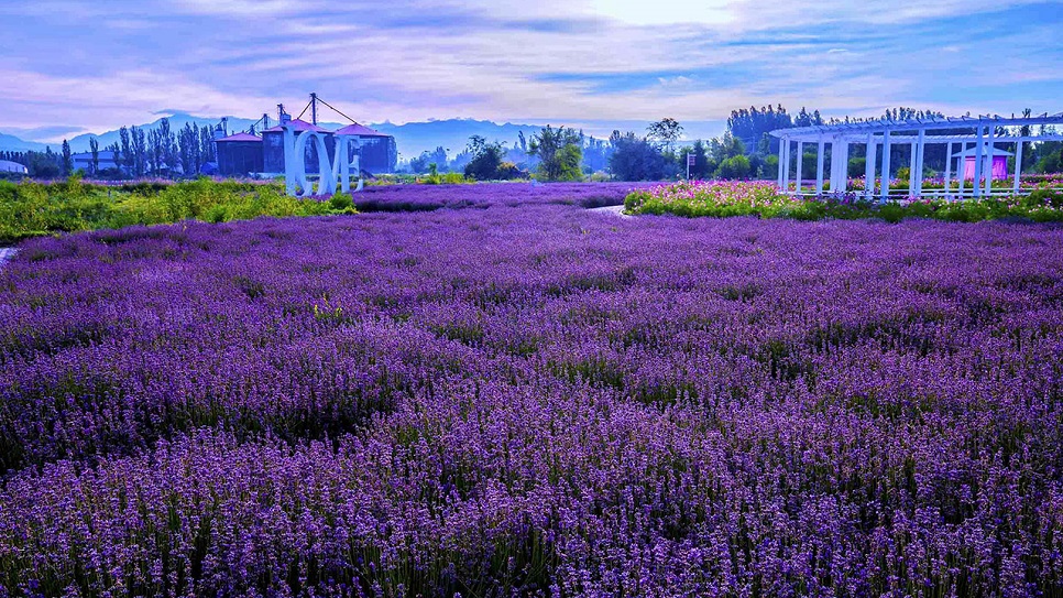 H&ograve;a m&igrave;nh v&agrave;o sắc t&iacute;m huyền diệu tại c&aacute;nh đồng hoa oải hương huyện Hoắc Th&agrave;nh