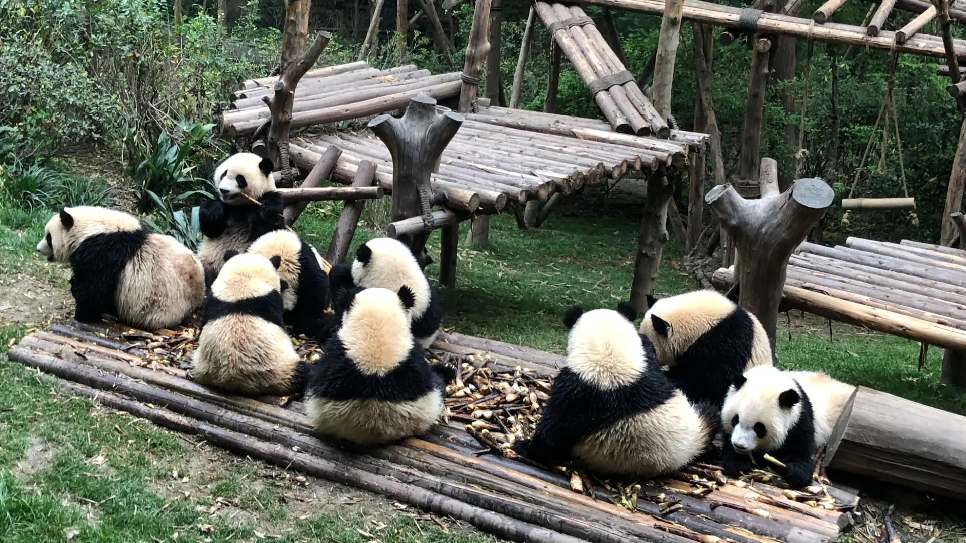 Trung tâm gấu trúc Thành Đô