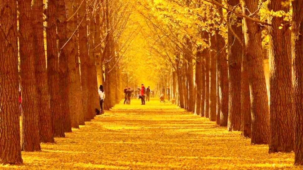 Lưu giữ những khoảnh khắc khó quên tại Đại lộ Ngân Hạnh Ginkgo Diaoyutai