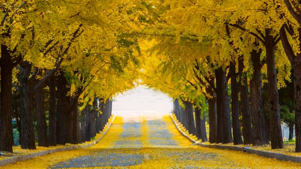 Đại lộ Ng&acirc;n Hạnh Ginkgo Diaoyutai