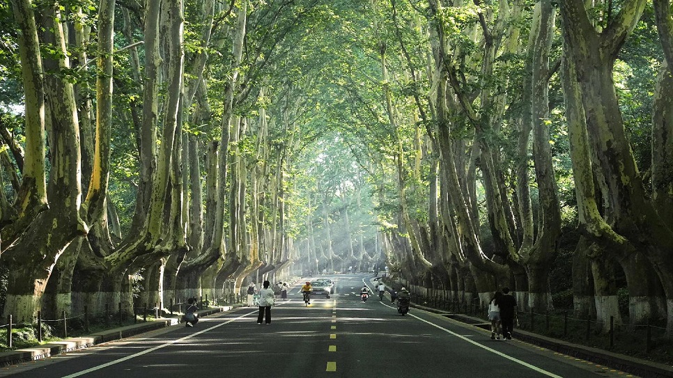 Đại lộ ng&ocirc; đồng