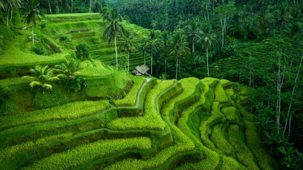 Ruộng Bậc thang Tegalalang
