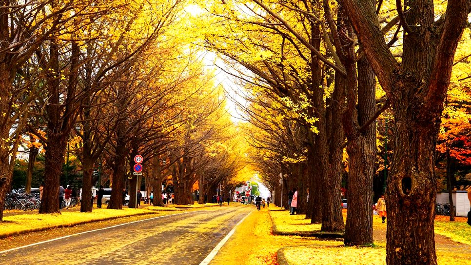 Đại học Hokkaido