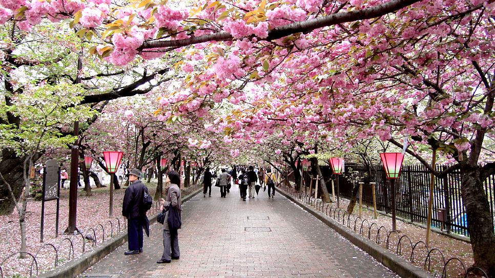 Đường hoa Japan Mint