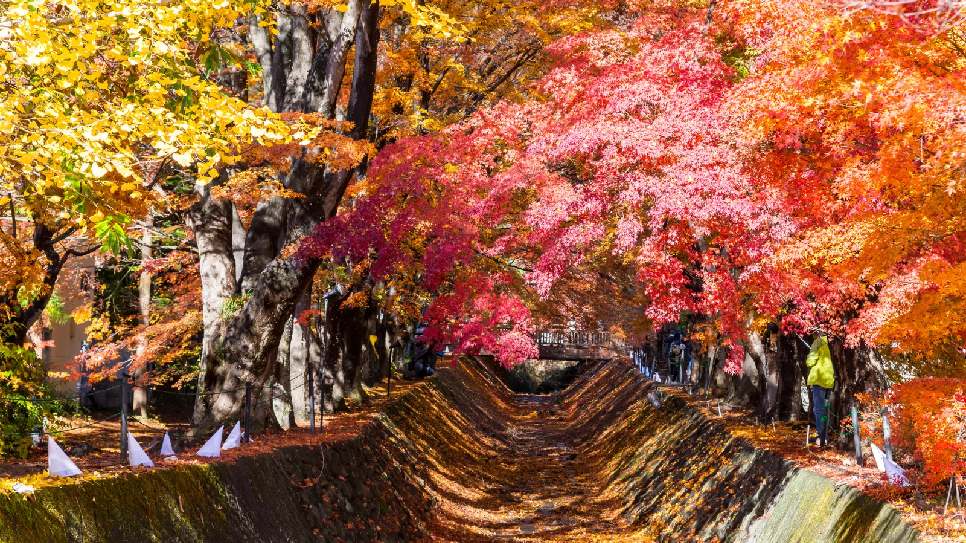 Momiji Kairo Kawaguchiko