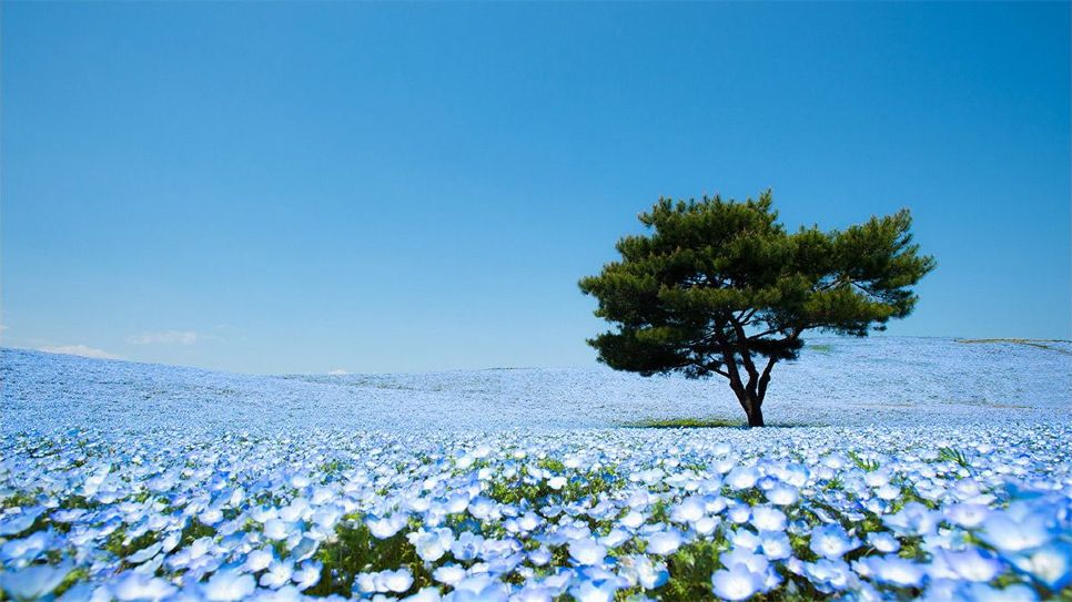 Lễ hội Ngắm hoa Nemophila