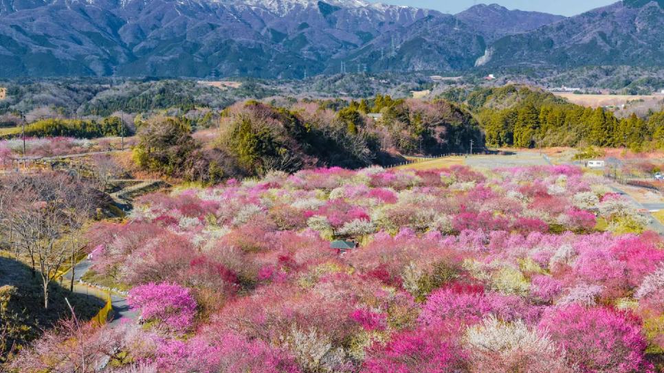 Ngắm hoa mận tại F168nhacai đón tết bính ngọ 2026 Bairin