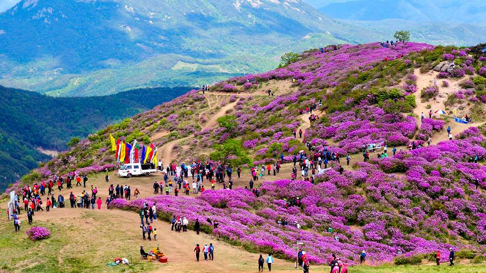 Lễ hội hoa Đỗ Quyên Gunpo