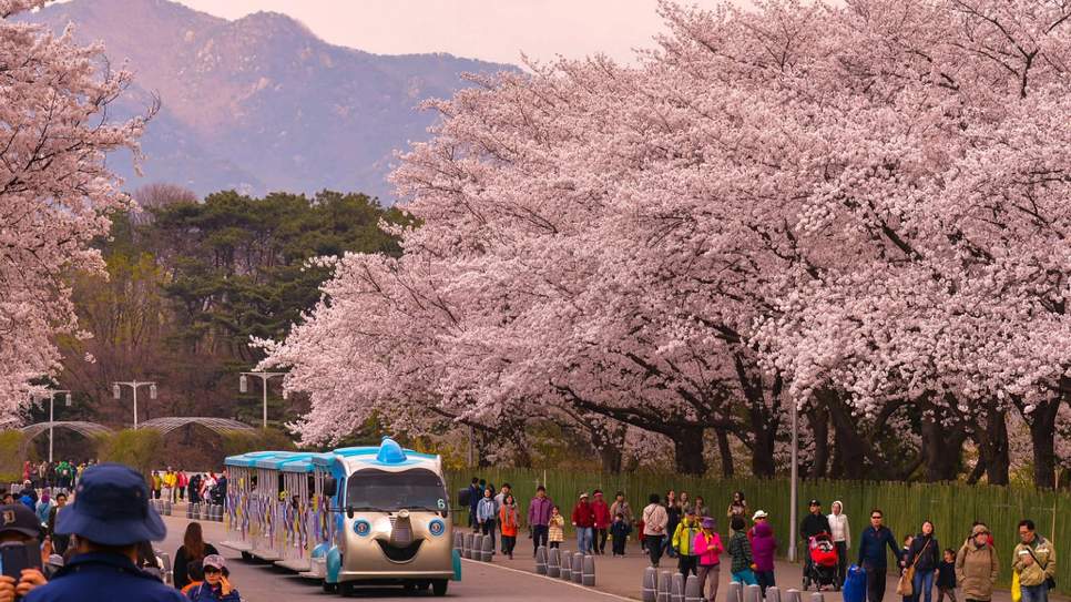 Lễ hội hoa xuân Yeongdeungpo Yeouido