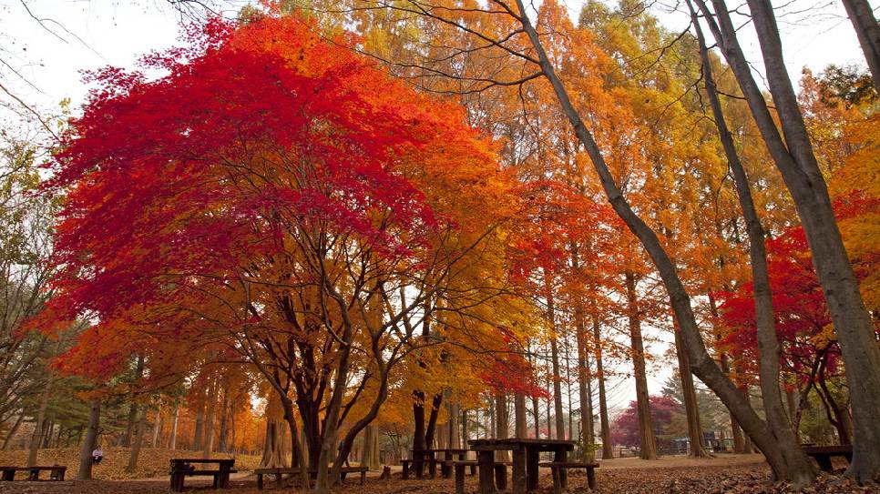 Đảo Nami m&ugrave;a thu