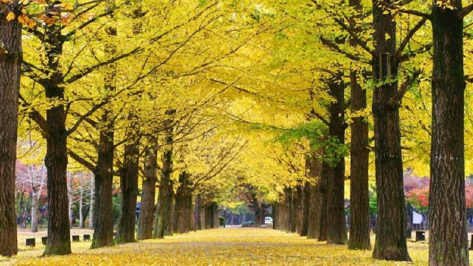 H&agrave;ng c&acirc;y m&ugrave;a thu tại Đảo Nami 