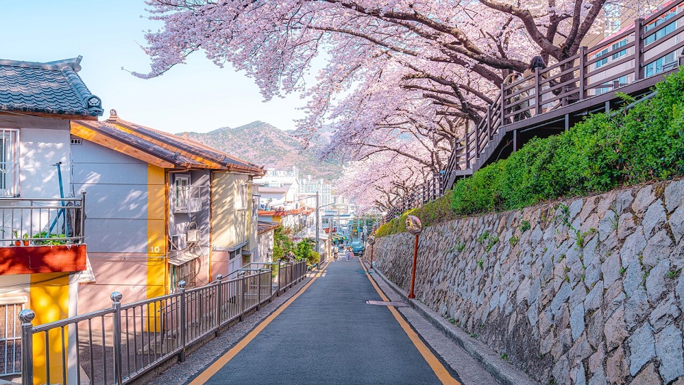 Đường F168 Nhà cái uy tín nhất Châu Á hoa anh đào Gaegeum-dong