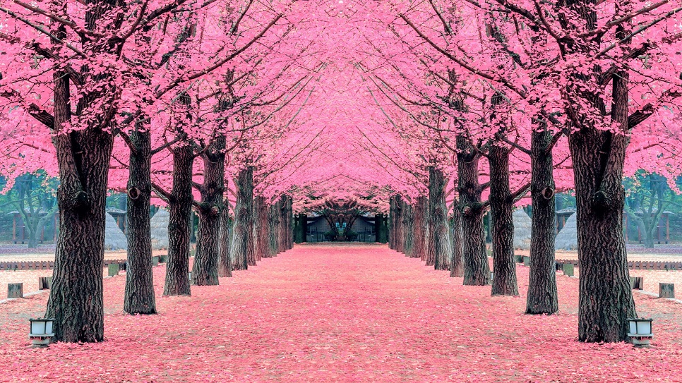 M&ugrave;a xu&acirc;n tại đảo Nami