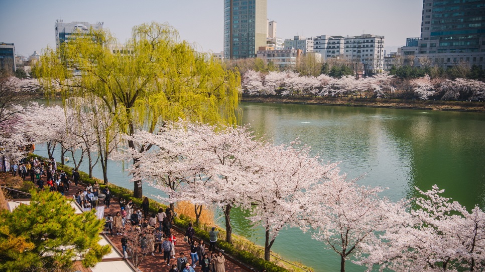 Hồ Seokchon m&ugrave;a hoa anh đ&agrave;o
