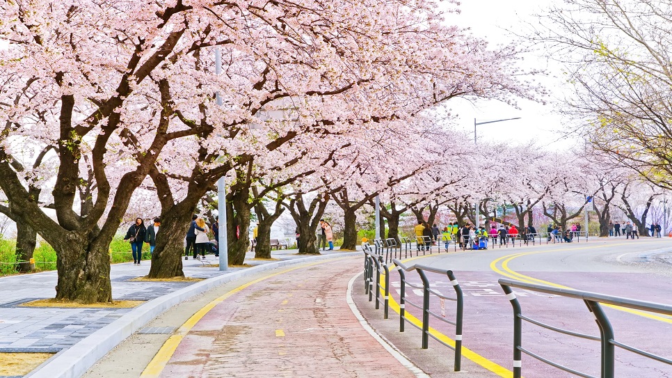 Lễ hội hoa xuân Yeongdeungpo Yeouido