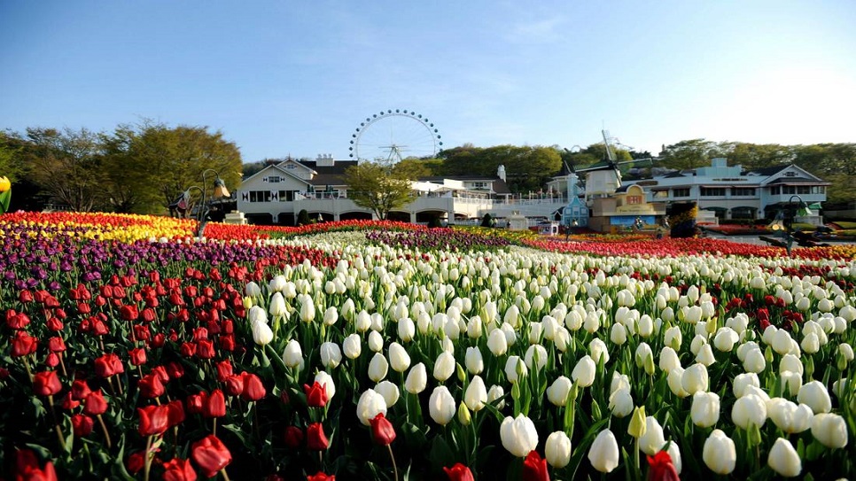 Lễ hội hoa Tulip tại F168nhacai đón tết bính ngọ 2026 Everland
