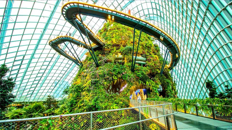 Cloud Forest