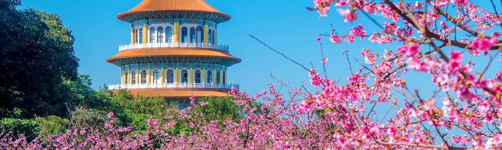 TOUR ĐÀI LOAN: RỰC RỠ SẮC HỒNG HOA ANH ĐÀO